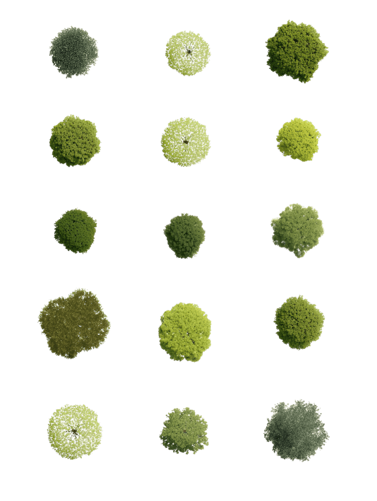 Free realistic tree plan view PNG cutouts for architectural site plans and landscape layouts