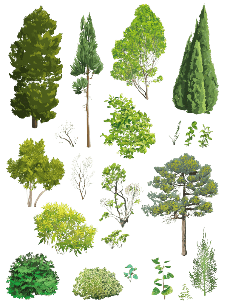 Free vegetation elevation PNG cutouts for architectural sections and landscape drawings