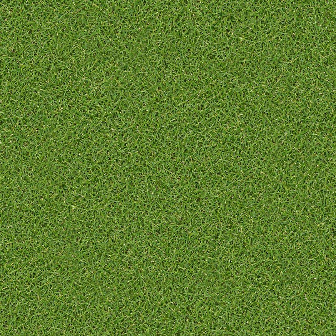 Green Lawn Grass architectural texture