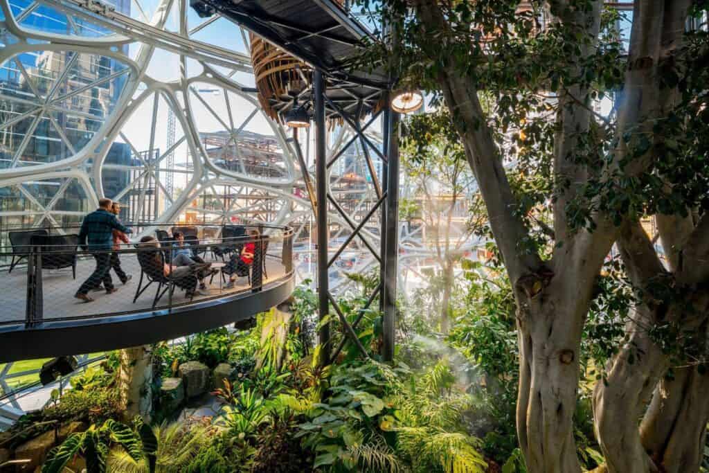 Curved walkway with lounge chairs wrapping a large smooth-barked tree above lush understorey planting in the Amazon Spheres