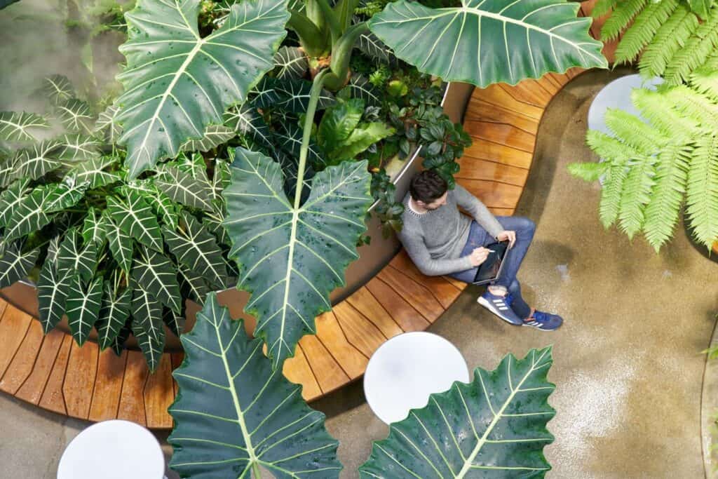 Man working on a tablet on a curved timber bench among giant elephant-ear leaves inside the Amazon Spheres
